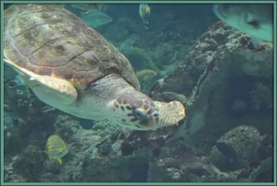 Quelle est la famille de la  tortue carette  ?
