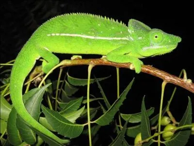 Le  camlon  est rput pour sa facilit de mimtisme. Quelle est sa famille ?