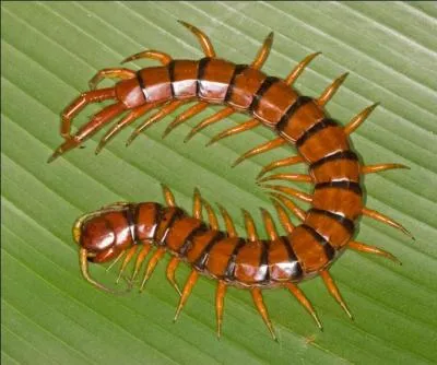... scolopendre est un animal carnassier et venimeux. Sa morsure peut tre trs douloureuse.