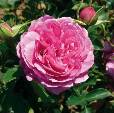 Cette rose parfume libre des effluves ... .