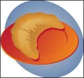 Ptisserie en pte leve puis feuillete et roule en forme de 