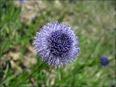 Comment s'appelle cette trs jolie fleur au nom curieux ?