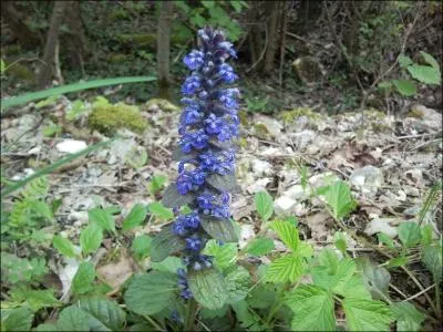 Quel est le nom de cette fleur, homonyme d'un instrument de musique ?