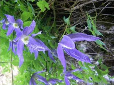 Quelle est cette fleur assez connue ?