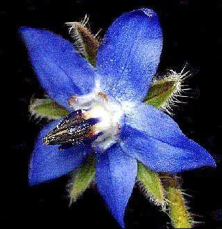 Comment s'appelle cette trs jolie fleur dont certains font des tisanes ?