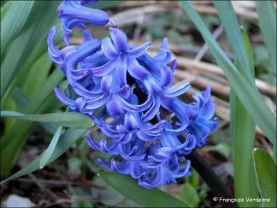 Comment s'appelle cette trs jolie fleur, qui est aussi un prnom un peu prcieux ?