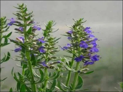 Quelle est cette fleur aromatique ?