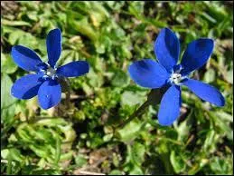 Comment s'appelle cette trs jolie fleur, drs, drs cholie, ach ?