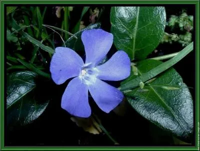 Quel est le nom de cette fleur dlicate ?