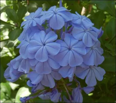 Quelle est cette fleur, dont le nom pourrait presque faire penser  un tour de reins ?