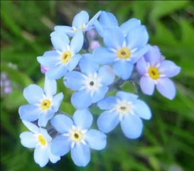 Comment s'appelle cette trs jolie fleur des montagnes ?