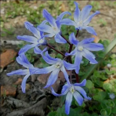 Quel est le nom compos de cette fleur ?
