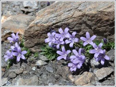 Quelle est cette fleur, qui voque un col des Alpes ?