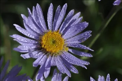 Comment s'appelle cette trs jolie fleur en  toile  ?