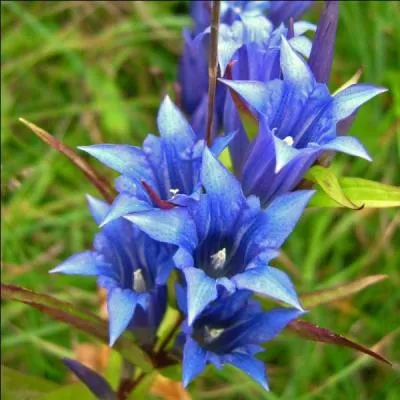 Quel est le nom de cette fleur voquant le dieu de la mdecine grec ?