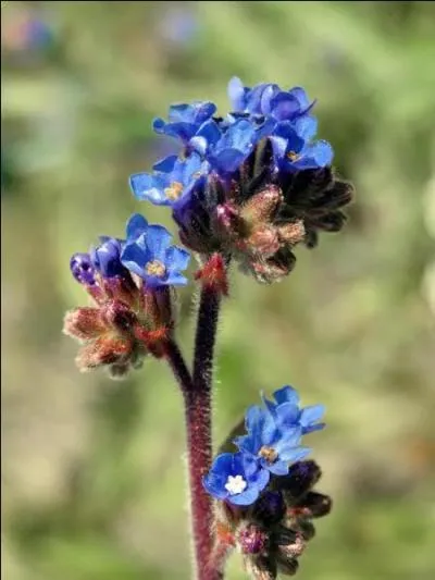 Quel est le nom de cette fleur, qui aime la lumire ?