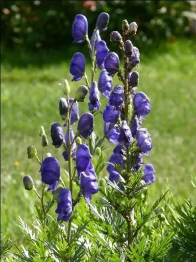 Quelle est cette fleur, qui contient un alcalode extrmement toxique ?