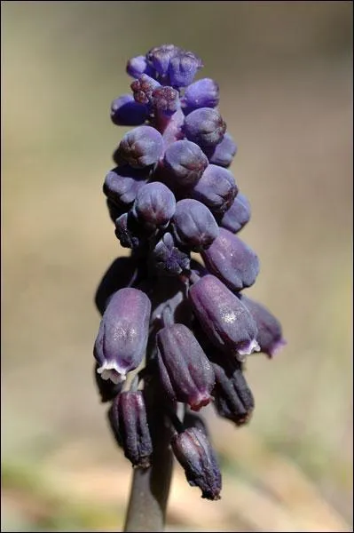 Comment s'appelle cette trs jolie fleur au nom pourtant peu soign ?