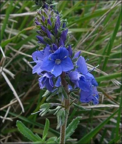 Quel est le nom de cette fleur bourre de prnoms ?