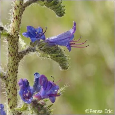 Quelle est cette fleur dont le nom voque un animal piquant ?