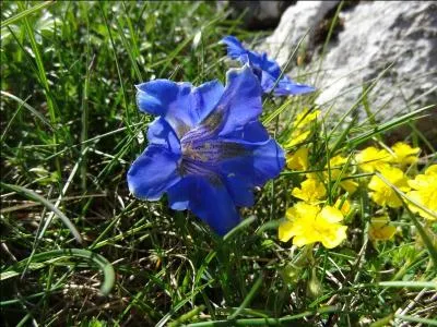 Comment s'appelle cette trs jolie fleur qui pousse en Auvergne, entre autres ?