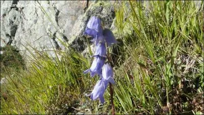 Quel est le nom de cette fleur voquant un clocher pileux ?