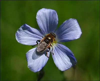 Quelle est cette fleur dont une espce fournit un magnifique textile ?