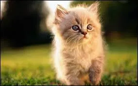 Les chats sont-ils doux ou pas ?