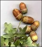 Sur quel arbre pousse le fruit qu'on voit sur la photo?