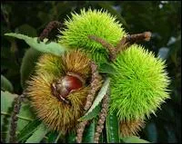Qu'est ce qui entoure la chatagne quand elle est sur l'arbre?