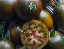 Elle s'appelle tomate bleue et elle a plus de cent ans. Elle est savoureuse et tait cultive par une tribu indienne de l'Amrique du Nord. Laquelle ?