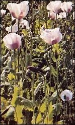 C'est une plante cultive illgalement. Les talibans ont tent de l'radiquer en interdisant sa culture, mais actuellement, elle bat des records de rcolte. C'est ...