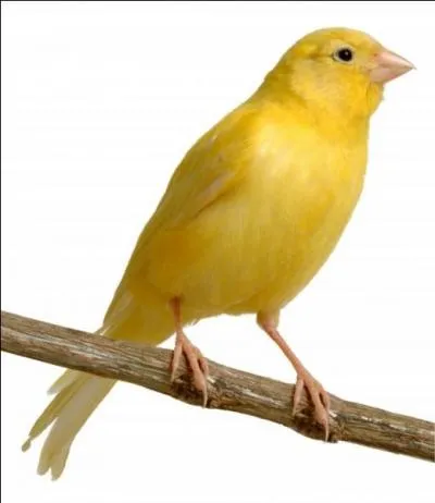 Pourquoi un canari ne chante-t-il plus ?
