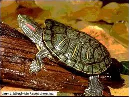 Quelle vitamine est indispensable aux reptiles ?