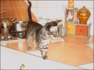 Il remue la queue doucement.