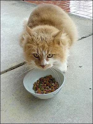 Il gratte autour de sa gamelle pleine de croquettes.