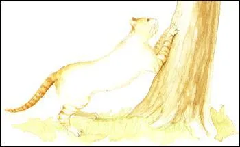 Il griffe le canap et les fauteuils.