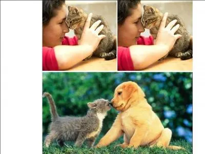 Il approche son museau de votre nez.