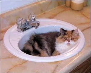 Il passe sa patte derrire l'oreille.