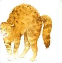 Le dos courbé, le poil hérissé, les oreilles aplaties, il crache et souffle.