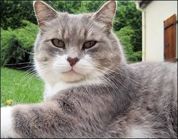 Il est assis ou couché, tranquille, les oreilles droites et mobiles.