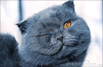 Il cligne des yeux s'il croise votre regard.