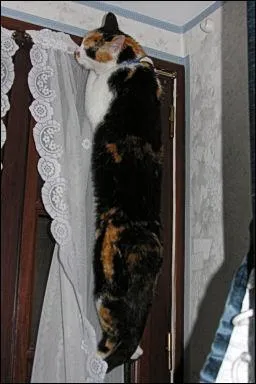 Il grimpe aux rideaux.