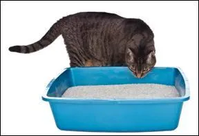 Il contourne sa litière, hume, pose un pied puis ressort immédiatement en bondissant.