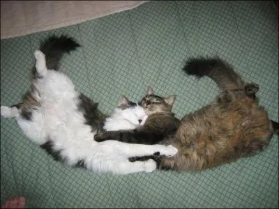 Il frotte son front contre le vôtre.