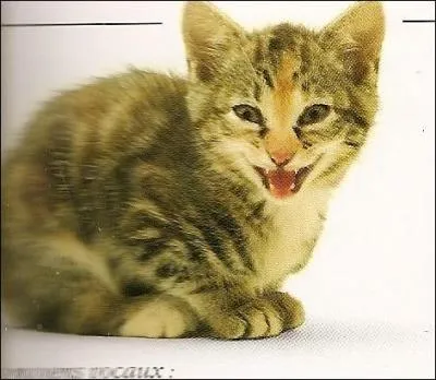 Il miaule en émettant un son court et répété, de plus en plus fort.