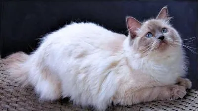 Il s'approche des personnes étrangères qui ne font pas attention à lui. (S'il n'est pas peureux. )