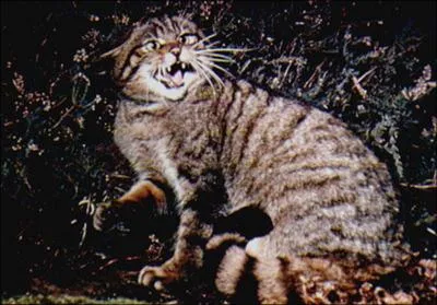 Il feule, couché sur le flanc et griffes sorties.