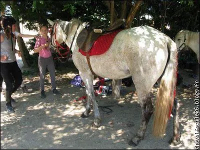 Combien y a-t-il d'activits questres principales ? ?