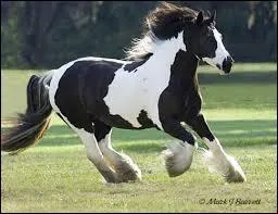 Quelle est la robe de ce cheval ?